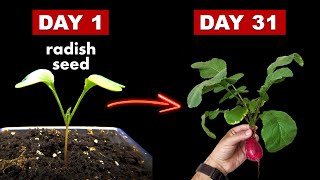 Growing Radish From Seed To Harvest  31 Days Time Lapse [upl. by Hayidan]