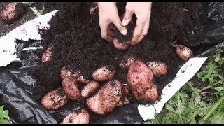 Harvesting the first Sarpo Mira Blight Resistant Potatoes  Huge crop of spuds [upl. by Nathanoj]