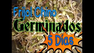 Elaboraciòn de GERMINADOS DE FRIJOL CHINO SÚPER FÁCIL¡¡¡ [upl. by Nyer]