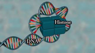 Chromosome structure  Medical animation [upl. by Ised]