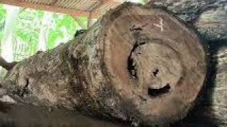 Anaconda nest destruction  Split in two pieces of Australian teak wood  Sawmills [upl. by Emelyne144]