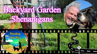 Backyard Garden Shenanigans Lower Sackville Nova Scotia Canada [upl. by Bock]