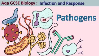 Science  GCSE Biology  Aqa Infection and Response The Four Pathogen Types [upl. by Stone]