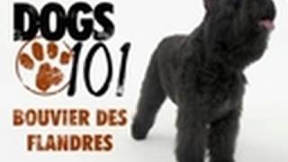 Dogs 101  Bouvier Des Flandres [upl. by Oretna]