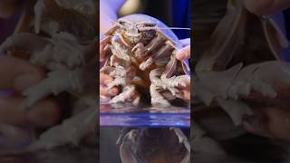 Isopod Hours for Real animals [upl. by Girardo525]