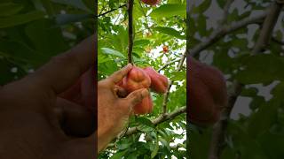 Ackee tree Jamaican national fruit 🌅🌌🏞💧🌱💗 ackee fruits nature [upl. by Aisayn]