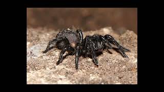 Sydney FunnelWeb Spider I Deadly Secrets Revealed [upl. by Sharl]