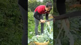 Harvest a Brocoli and sell tothe market [upl. by Synn]