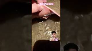 IKAN PARI ATAU CUMICUMI ⁉️Sc QiPearllm6tx fishing fish stingray [upl. by Atalie]