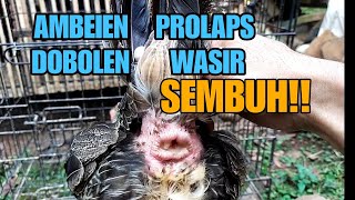 CARA MENGOBATI AYAM AMBEIEN WASIR PROLAPS DOBOLEN [upl. by Anahsed]