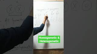 Homogametic amp Heterogametic [upl. by Aerdnas]