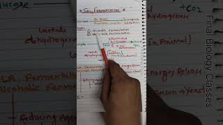 fermentation  types of fermentation Respiration in plant biology 🩺📝 [upl. by Potts]