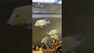 Redhump Eartheater Geophagus steindachneri Discus fish Bolivian ram clownloach Geophagus [upl. by Khorma]