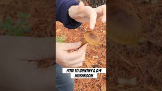 Tips on How to Identify a Cortinarius Mushroom mushroom naturaldye fungi [upl. by Teri]