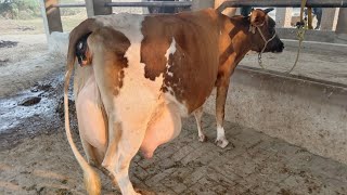 Mashallah cholstani frizian cross cow rabbta number03067258072 subscribe to channelpakistan Monday [upl. by Hermia]