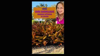 BROMELIAD GARDENS Huge Bromeliads Growing in the Ground Florida Gardening Shorts Shirley Bovshow [upl. by Harberd827]