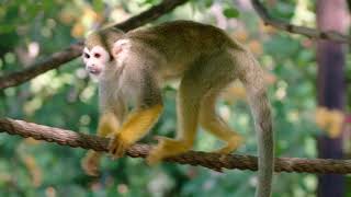 Squirrel Monkeys Monkeying Around at Phoenix Zoo [upl. by Frissell]