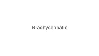 How to Pronounce quotBrachycephalicquot [upl. by Oirifrop]