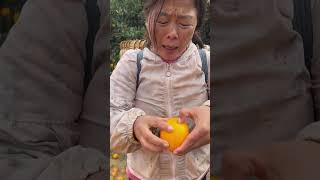 Beautiful Fresh Sweet Orange Fruit🍊🍊 Harvest from Farm With Rural Farmer youtubeshorts [upl. by Annaili]