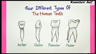 Humans Teeth Drawing Step by step How to draw Humans Teeth [upl. by Vokaay]