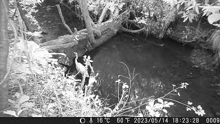 Grey Heron Ducks under Log Bridge at Dusk [upl. by Akcebar268]