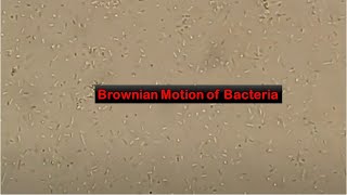 Brownian motion of Bacteria [upl. by Paza]