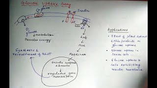 Glucose Uptake Assay cellularmolecularpharmacology pharmacology [upl. by Sixel]