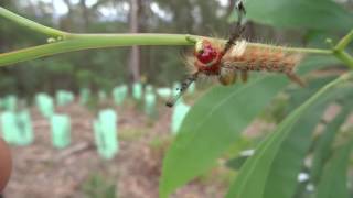 Painted Pine Moth Orgyia australis caterpillar on Acacia Falcata [upl. by Beard]