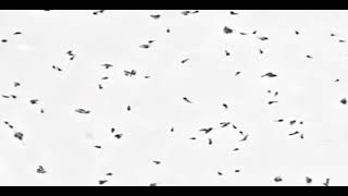 GLIDING MOTILITY Mycoplasma 🦠🧫 [upl. by Devonna]