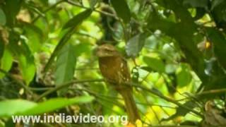 Sri Lankan Frogmouth Bird Wildlife Flora Fauna Video Suresh Elamon [upl. by Naltiac]