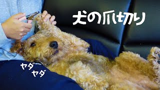 【犬のVlog】大嫌いな爪切りしたよ エアデールテリアとワイヤーフォックステリア MugiVlog48 [upl. by Noirad]