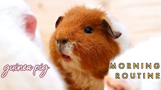 Guinea Pig Morning Routine [upl. by Stargell]