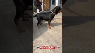 Rottweiler dog ☠️☠️☠️ • Rottweiler • Rottie • RottweilerLove • RottweilerPuppy • RottweilerLife [upl. by Colet]