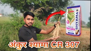 CR DHAN 307 shyama paddy seeds ankur seeds company श्यामा अंकुर [upl. by Carolyne]