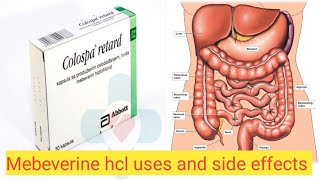 Mebeverine hcl tablet usesMebeverine hcl side effects full review [upl. by Aicilegna491]