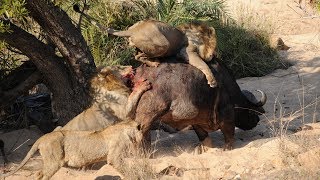 Lion vs Buffalo  Awesome Attack 獅子與水牛的 驚人的瞄準 [upl. by Towbin]