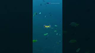 Secrets of the Mariana Trench Revealed 🌊👀ocean sciencefacts mystery facts shorts underwater [upl. by Dnomaj]