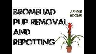 Bromeliad Pup Removal and Repotting [upl. by Tillinger]