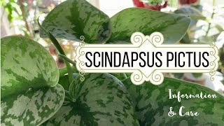 Scindapsus Pictus Information amp Care [upl. by Xanthe528]