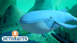 Octonauts  🐋 The Mixed Up Whales 🐋  Season 1  Full Episodes  Cartoons for Kids [upl. by Aldarcy]