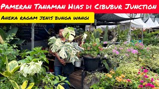 PAMERAN TANAMAN HIAS DI CIBUBUR JUNCTION 📢 ANEKA RAGAM JENIS BUNGA WANGI [upl. by Anined762]