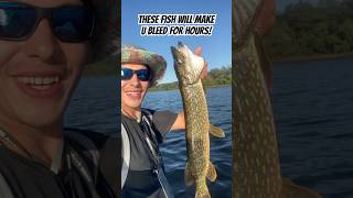 Scary looking fish with huge teeth bassfishing summervibes pikefishing adventure explore [upl. by Ellynn]