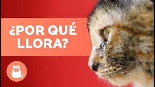 ¿Por qué LLORAN los GATOS 😿💦 6 Causas Principales [upl. by Arica]