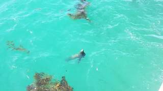 Sea Lion Saying Hello Redondo Beach CA [upl. by Eirolam204]