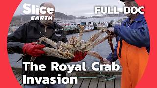 Invasive Royal Crab How This Species is Taking Over Northern Seas  SLICE EARTH  FULL DOCUMENTARY [upl. by Rock]