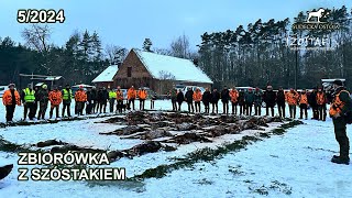 Zbiorówka z Szóstakiem  SUDECKA OSTOJA 52024 Polowanie Zbiorowe Driven Hunt Hunting wildboars deer [upl. by Jeanne]