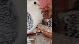 New babypigeon babyanimals kobutor birds babybirdshortvideo shortsfeed shortvideo short [upl. by Nytsyrk]