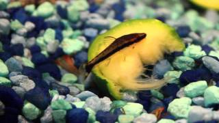 Otocinclus catfish eating zucchini [upl. by Ynahteb]