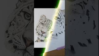 Drawing a leopard 🤗shortvideo drawing art petdrawing coloringpencils [upl. by Eizus]