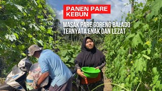 Panen pare lang jual hasil panenmasak pare goreng balado ternyata enak dan lezat [upl. by Ynafetse811]